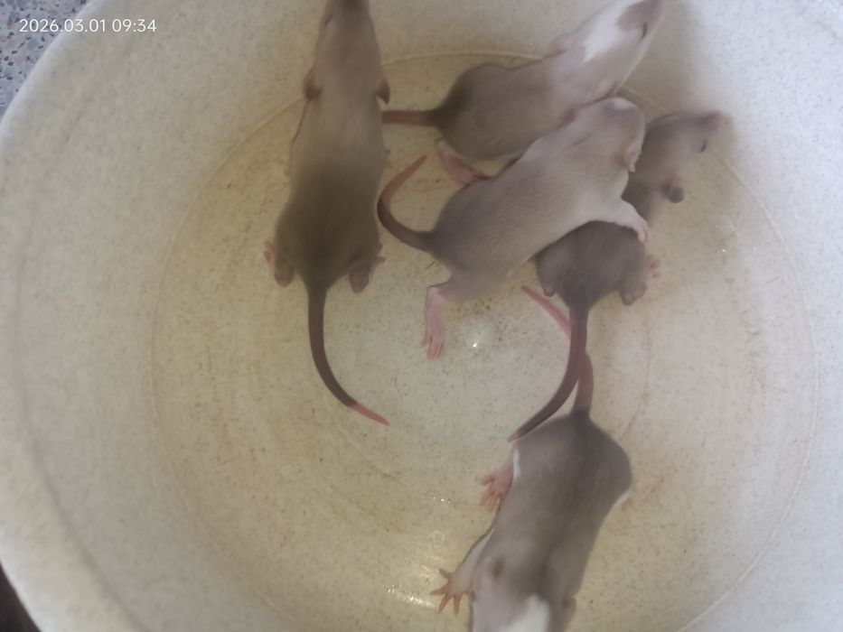 Крыски крисята милые декоративные Дамбо