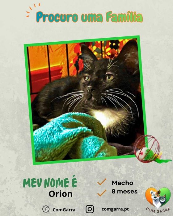 Gatinhos para adoção