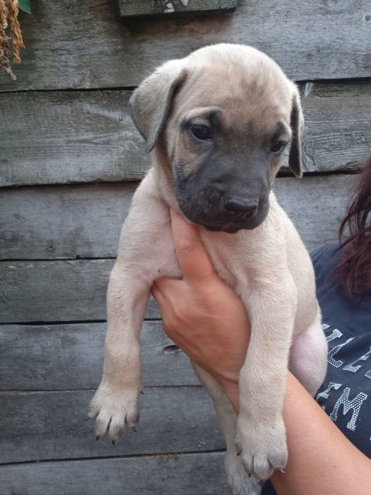 Продам щенків кане-корсо