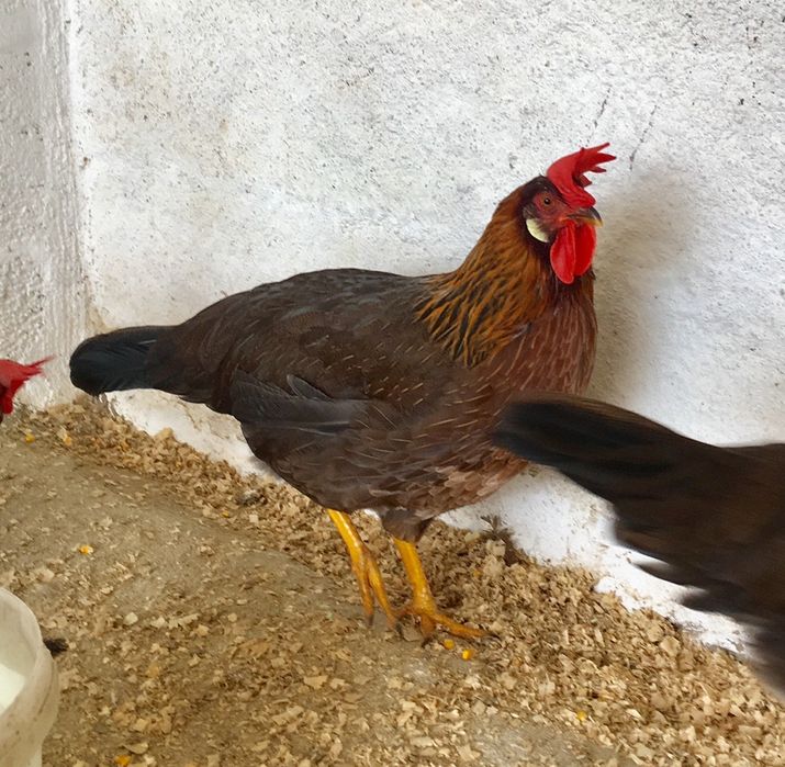 Galinhas de várias raças.