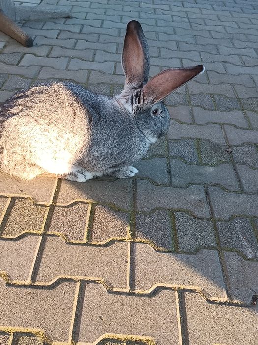 Sprzedam króliki olbrzyma belgijskiego