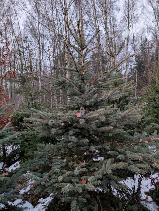 Choinki/choinki żywe/świerk