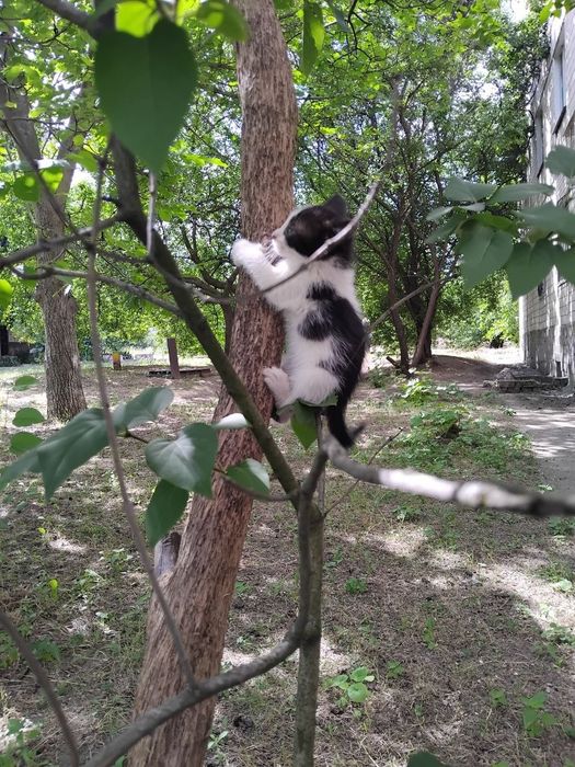 Віддам кошенят в добрі руки