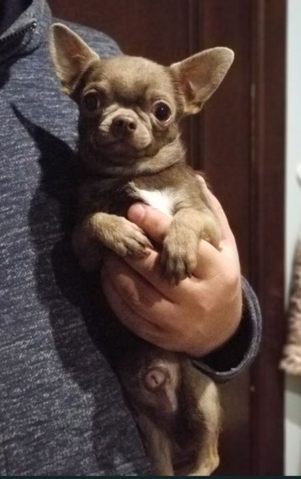 Мальчик чихуахуа мини