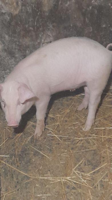 Продаються поросята