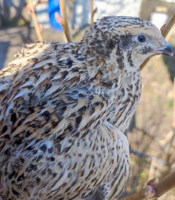 Курочки несушки - перепела. В наличии и под заказ. Суточные, подростки
