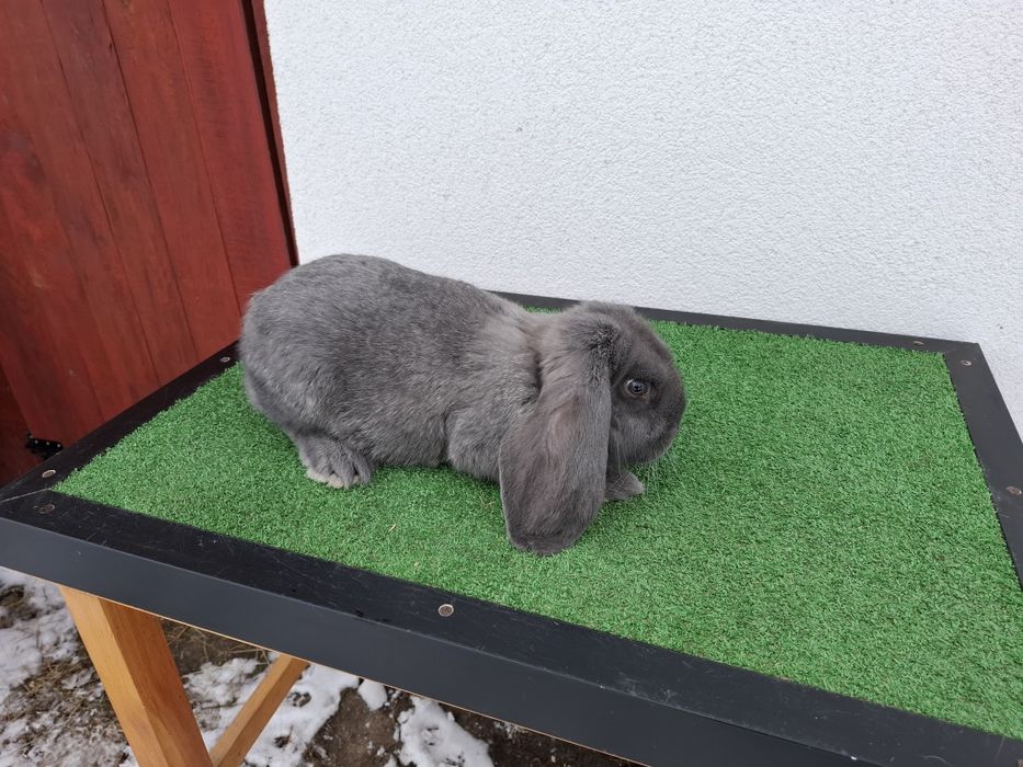 KrKóllik Baran Francuski Marburski Srokacz