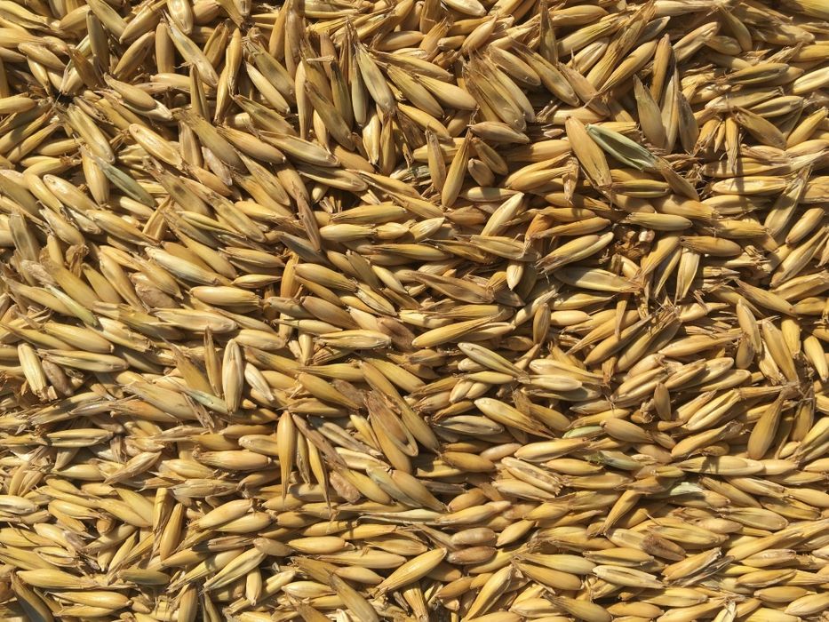 Owies na pasze lub opał