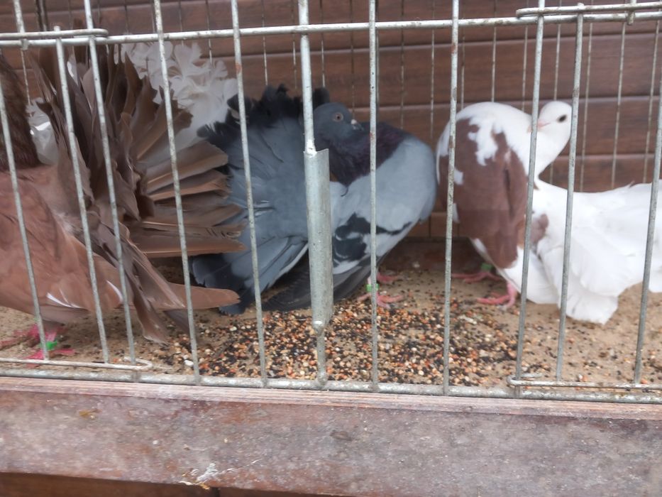 Pawiki różne kolory