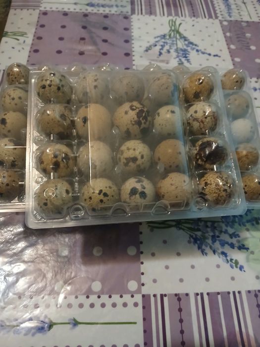 Продам домашні перепелині яйця харчове 1 лоток 20 шт 50 грн