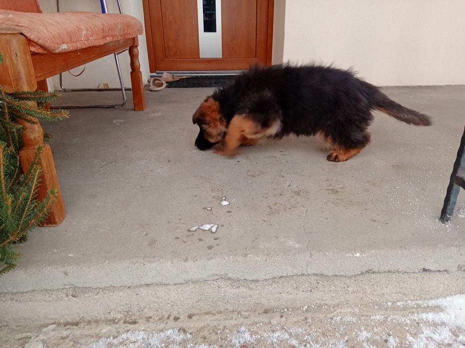 Owczarek niemiecki długowłosy suka