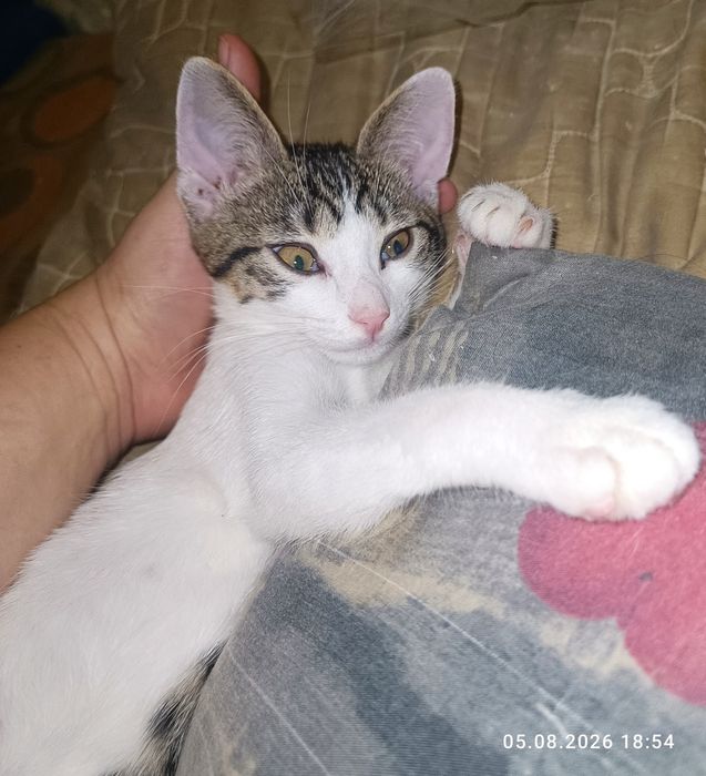 Кошеня шукає люблячу родину