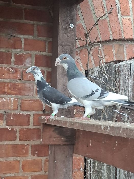 Gołębie staropolskie