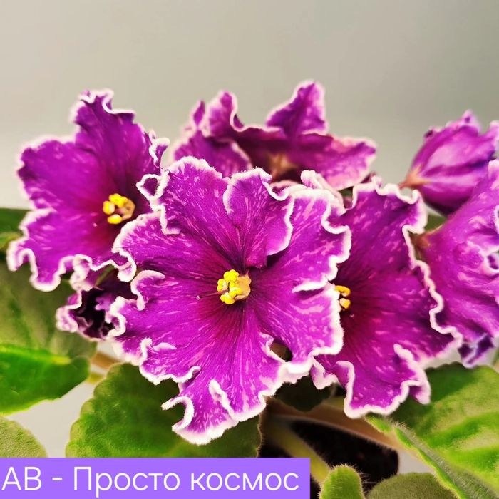 Фиалки, детки и стартеры