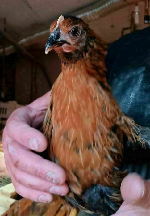 Rosy kury silki kury araukany naturalne ekologiczne kury