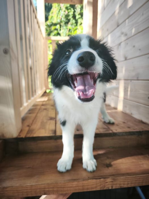 Border Collie Suczka