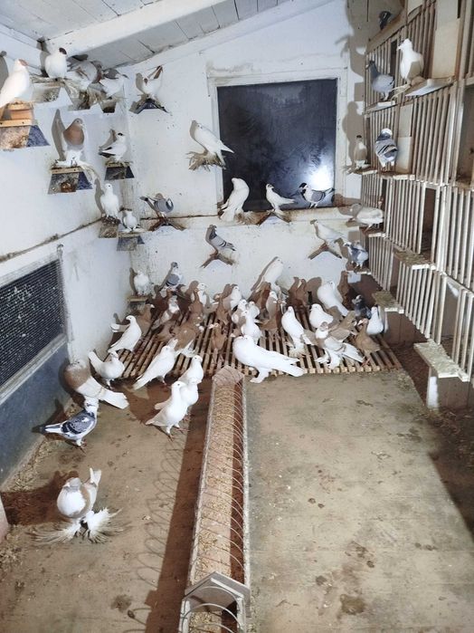 Gołębie Garłacze Pomorskie Kariery Rzeszowskie Niemiecki Wystawowy