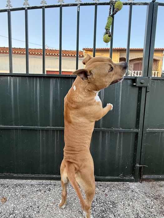 American bully para montas