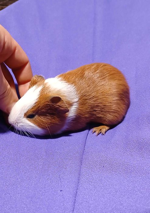 Морська свинка,  гладкошерста.