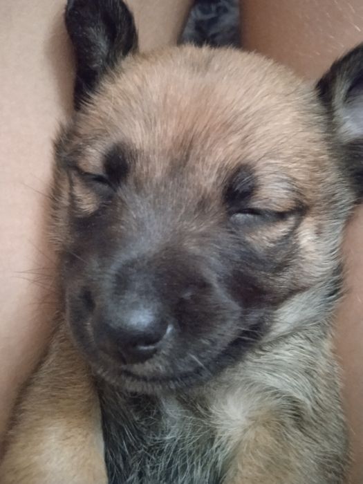 Oddam szczeniaczki za darmo