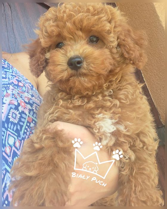 Bichpoo OSTATNI poochon maltipoo red pudel badania wyprawka paszport