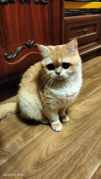 Котята Золотая шиншила