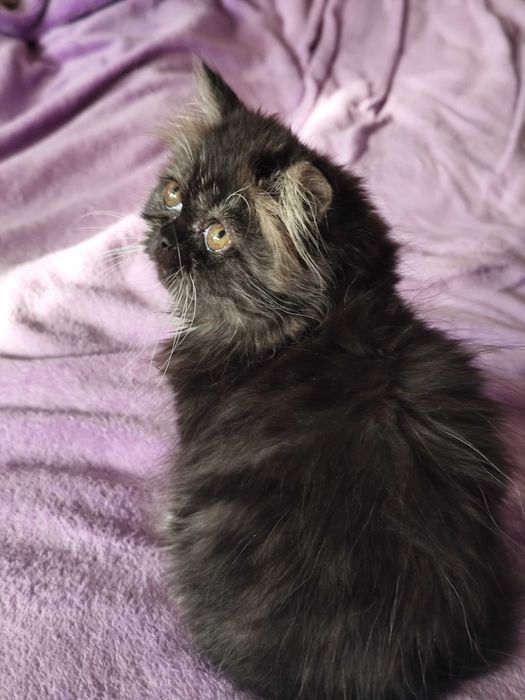 Лагідна дівчинка