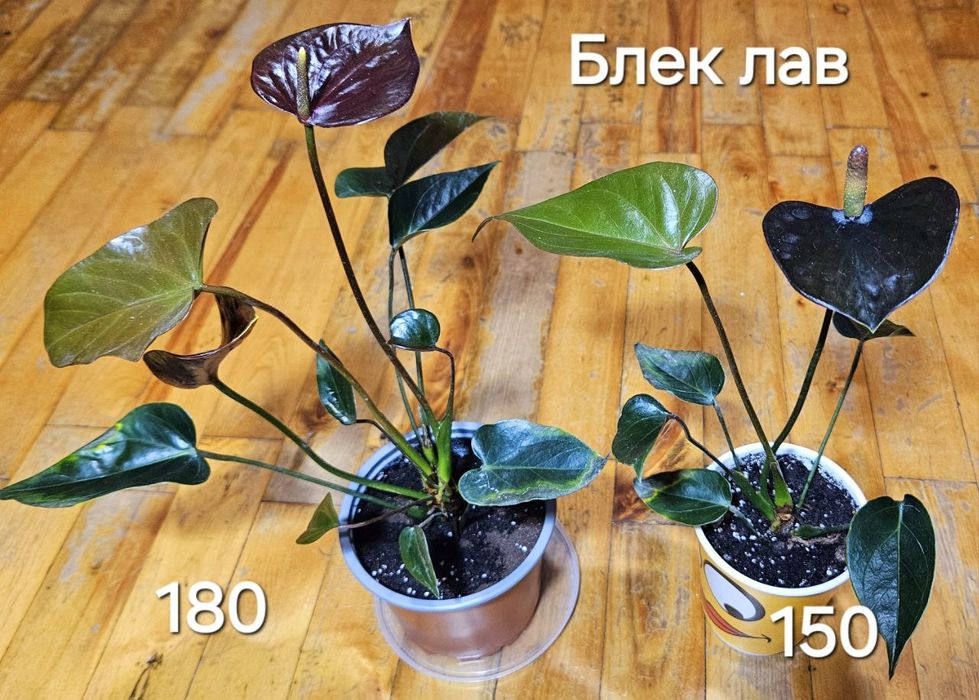 Антуріум чорний, Блек лав.