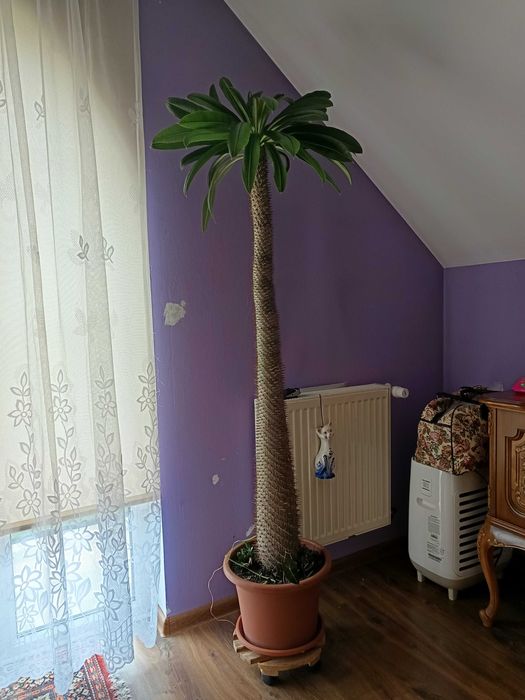 Palma madagaskaru (pachypodium lamerei) WIELKA