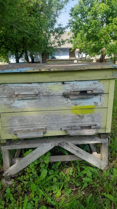 Продам бложи сім'ї гарантія 100%