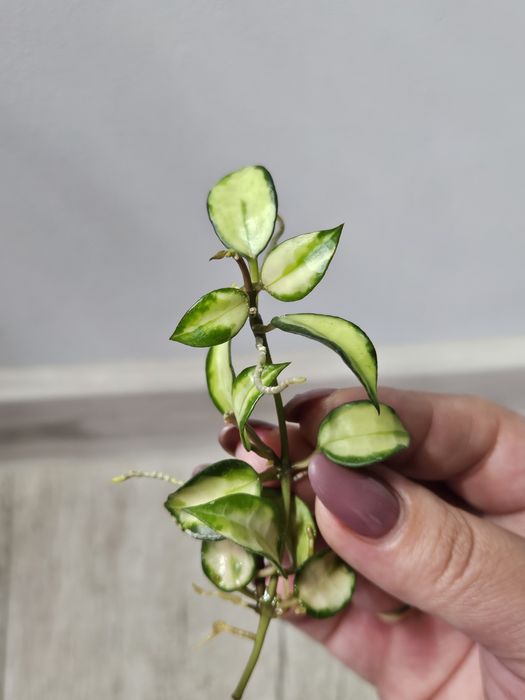 Hoya lacunosa Bruno Tricolor