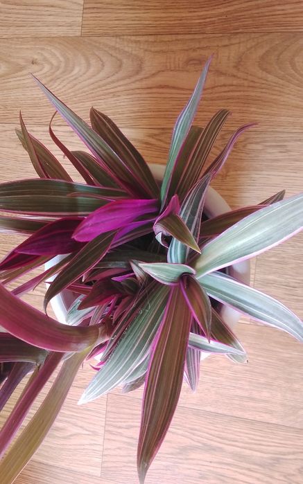 Продаётся традесканция разноцветная