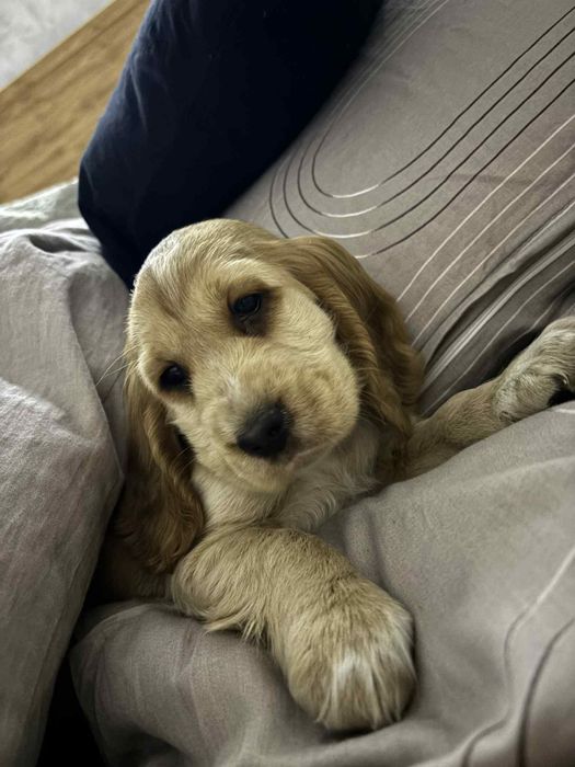 Cocker spaniel Angielski