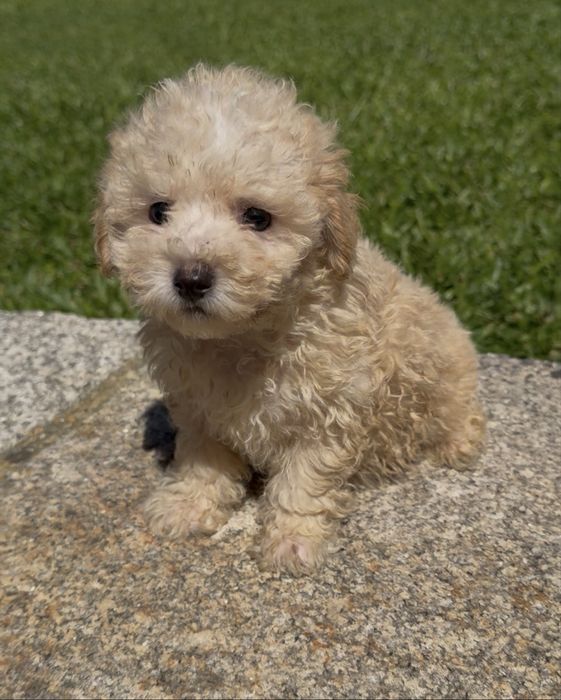 Caniche / poodle menino fantastico toy