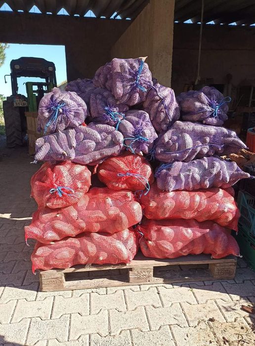 Batata doce comum e batata doce laranja