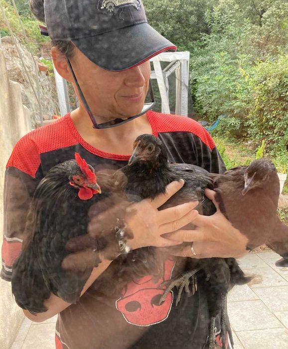 Petsitter na Bendada