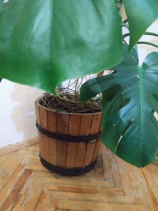Продам кімнатну рослину Монстера