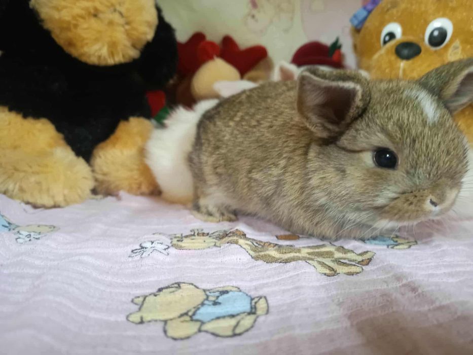 Sprzedam miniaturki mini loop mini lop