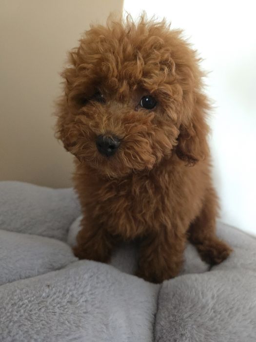 Pudel toy red pudelek chłopiec z kompletem szczepien