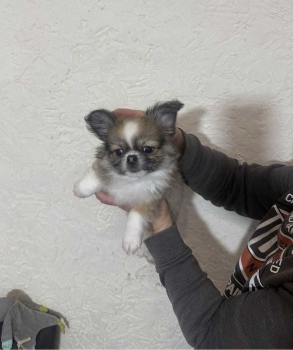 Гарненька дівчинка чихуахуа.