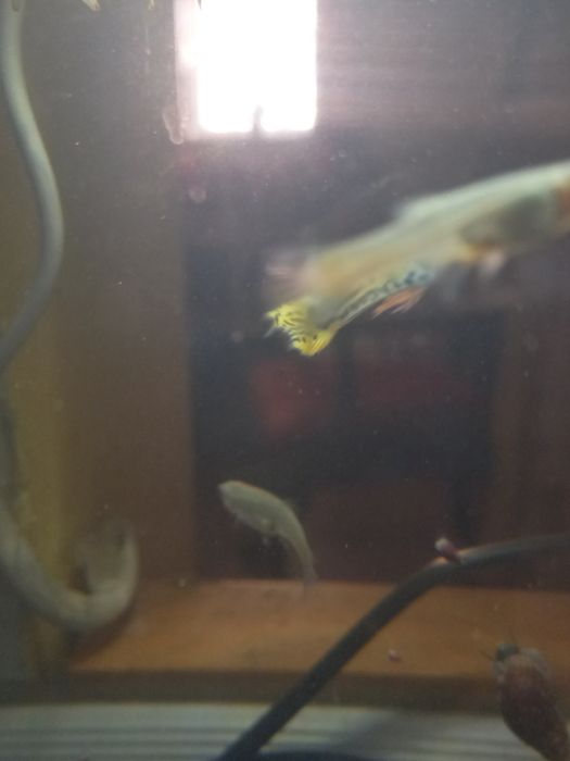 Guppys Endler Snake Skin e Tiger
