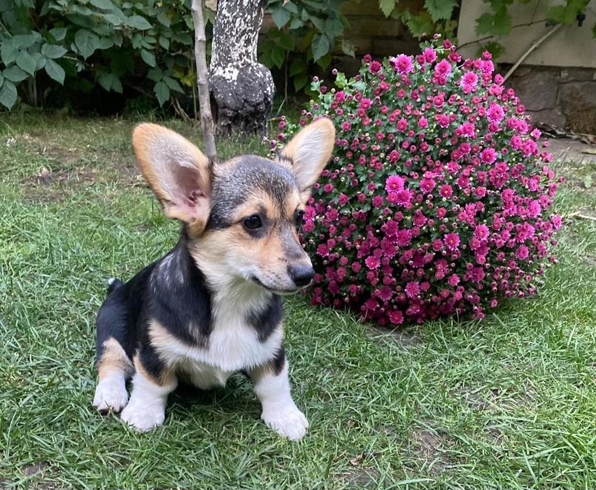 Неймовірна дівчинка Вельш Коргі Пемброк,