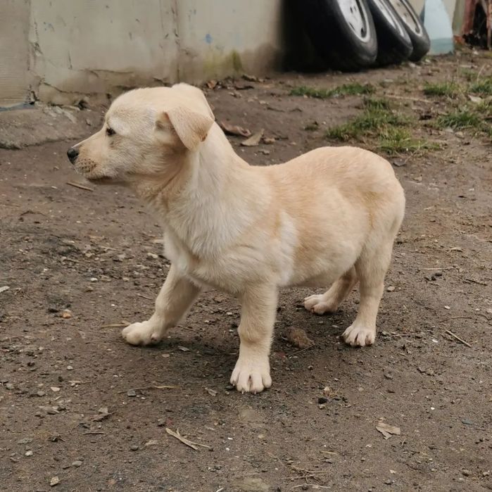 Щенок в хорошие руки