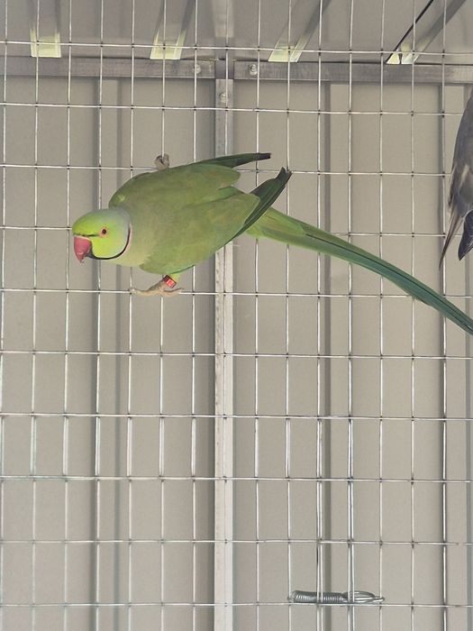 Ringnecks para venda ou troca