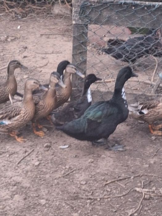 Patos de várias raças