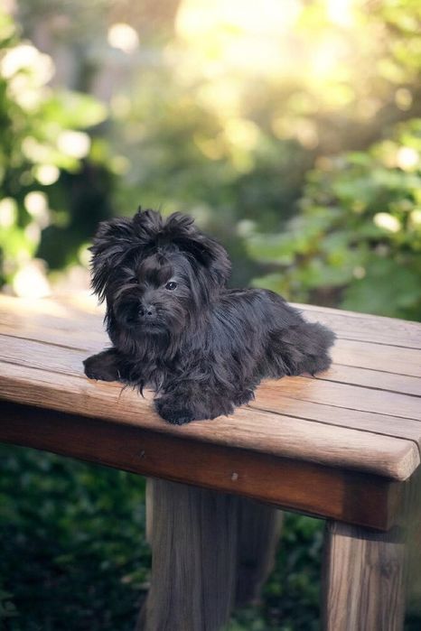 Prawdziwy okruszek  Yorkshire Terrier mini okruszek