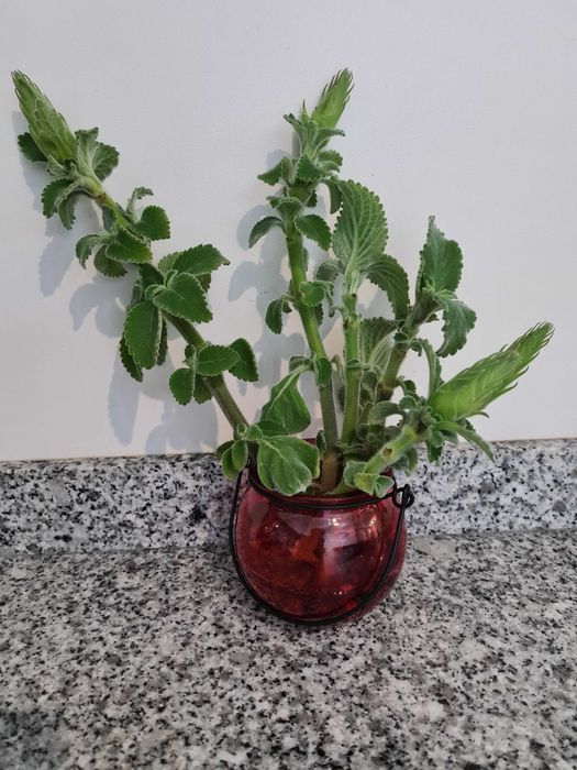 DOAÇÃO  de Mudas de Boldo