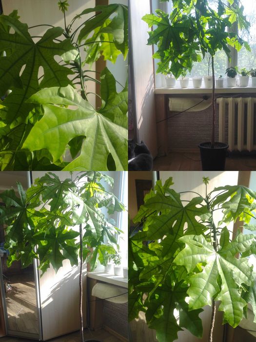 Брахихитон кленолистный (огненное дерево)