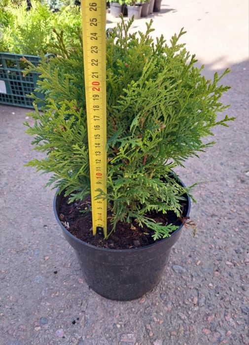 Туя Даніка, Міріям, Тедді, Хозері. Куляста, шаровидна західна туя.