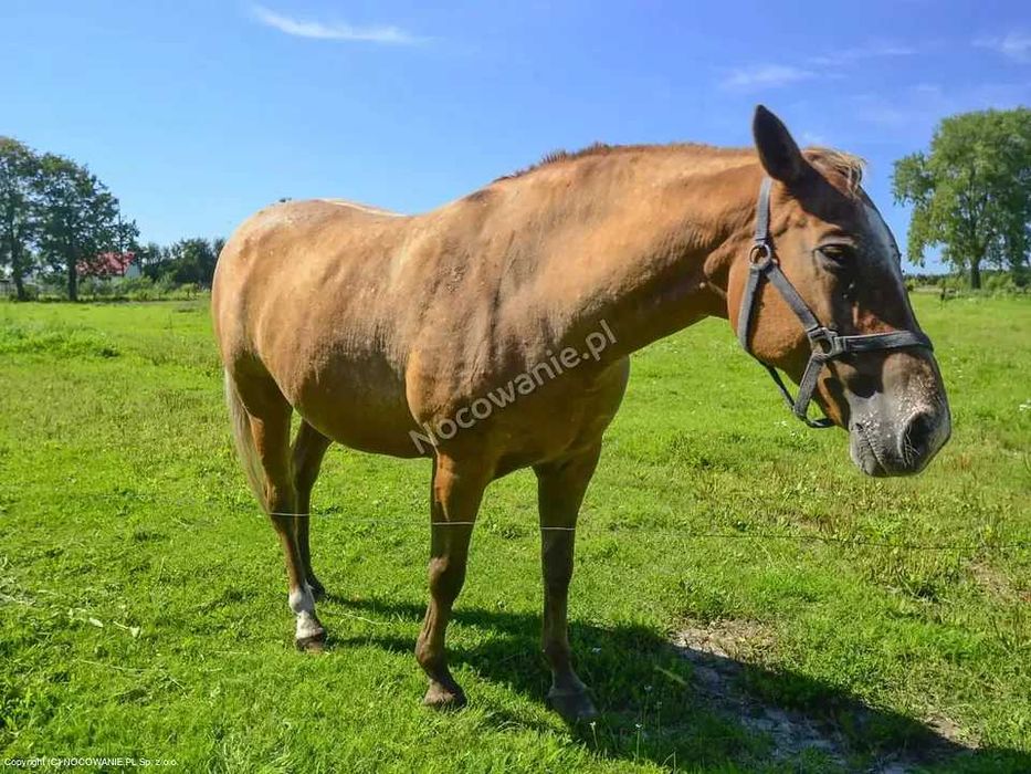 Pokoje do wynajęcia